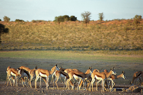 Kgalagadi Transfrontier National Park